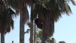 Gorilla Climbs Palm Tree @ Gladys Porter Zoo 1 of 2