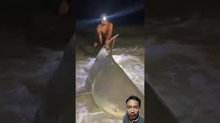 Aksi memancing di malam hari #shark #fishing #fish #ocean #beach #lbsf #sharklife