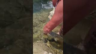 Release bébé silure #pêche #poisson #peche #silure #carnassier #sandre