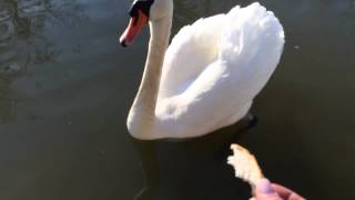 Gino The Swan is Back After The Long Winter