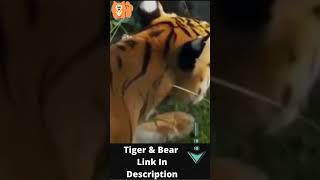 Tiger Vs Bear Animal Face Off - Wild Fight          #shorts