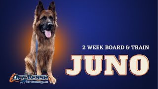 German Shepherd, 3y/o, "Juno" | Amazing German Shepherd Obedience Training | Off Leash k9 Spokane