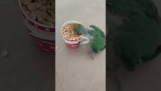 how to feed a parrot chick | feeding parrots