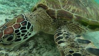 Плаваем с черепахой | Swimming with turtle. Moalboal, Cebu, Philippines.