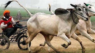 Bull race in bihala hoshiarpur Punjab 2016