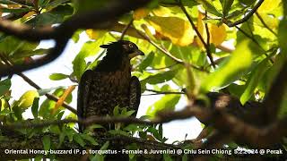 Oriental Honey-buzzard (Pernis Ptilorhynchus torquatus - Female & Juvenile)  @ Chiu S C DSCN2308