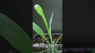 Cornflower Seed Sprouting Time Lapse