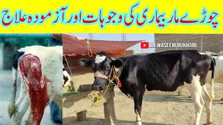 Black Quarter Disease Treatment in Cattle||BQ||Choray Maar||Black Leg||Black quarter ka ilaj||BQV