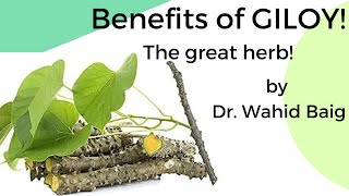 Benefits of Gilo - गिलोय। گلو ۔  - Tinospora Cordifolia