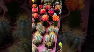 Beautiful Cactus flowe #shorts #cactus