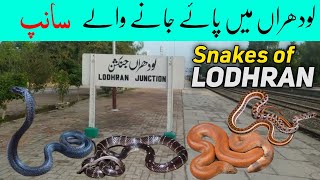 Snakes of Lodhran City -Southern Punjab Wildlife