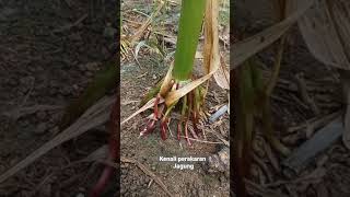 kenali akar jagung agar subur