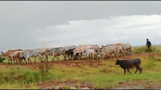 Cows Return Back in Raining | Kids Cows| Cows On The Streat