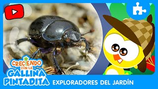 Creciendo con la Gallina Pintadita | Exploradores del Jardín - Escarabajo