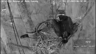 05 17 23 Dade County Eaglet falls from nest