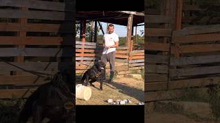 ESSE PRESA DA TURQUIA É AGRESSIVO #presacanario #pitbull #cachorros