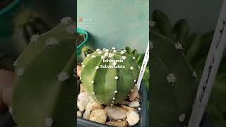 Echinopsis Subdenudata o cacto lua🌙