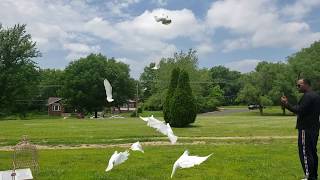 Symbolic Dove Release (Homegoing)