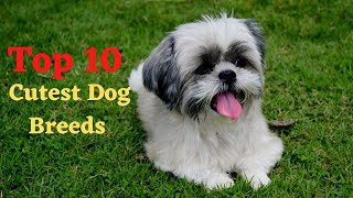 Top 10 Cutest Dog Breeds