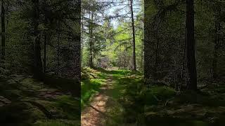 Short - Spring Forest Bathing, Bruar Woods, May 2024 - DJI AVATA 4K #drone