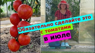 Уход и подкормки томата в июле на налив плодов и быстрое созревание