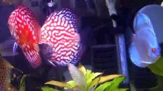 Red Dragon Discus pair spawning in the Community tank