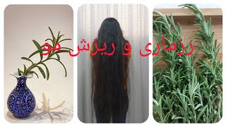 #Rosemary and #hair loss treatment رزماری و درمان ریزش مو#رزماری#_رز ماری