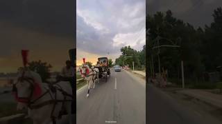 HORSE DRIVEN BUGGY SERVICE STARTED IN SRINAGAR KASHMIR | 28-04-2024 |TO KNOW MORE CALL ON 8899488832