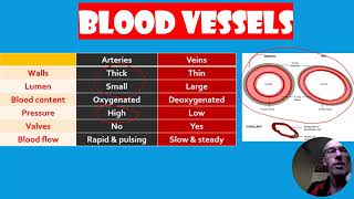 Circulatory and Respiratory Systems - Test Revision