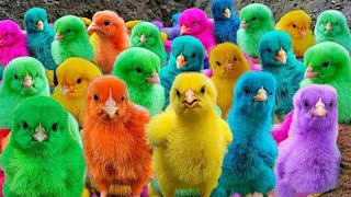 World Cute Chickens Colorful Chickens Rainbows Chickens Cute Ducks Cat Rabbits Cute Animals Ayam Luc