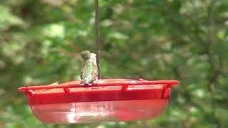 Hummingbird Movie | Hummingbird Food Recipe