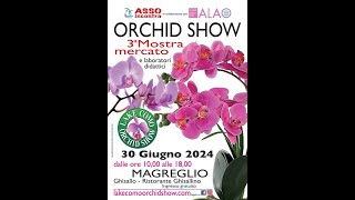 Phragmipedium Saint Swithin (philippinense x rotschildianum) mostra orchidee a Magreglio