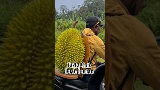 Fakta Unik Buah Durian. #shorts #viral #shortsvideo #youtubeshorts #feedshorts #edukasi #trending