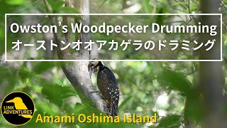 【Amami island】Owston's Woodpecker Drumming movie