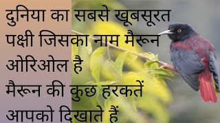 मैरून ओरिओल लाइव, सातताल उत्तराखंड से #viral #sattal #प्रकृति #tirending #viralvideo #birdslover