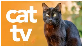 CAT TV - Exciting Video for Cats to Watch | Burst of Entertainment 🐱