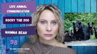 Animal Communication with Viewers' Pets & Euthanized Mama Bear | Ep 98