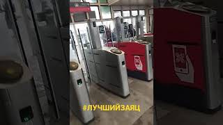 Лучший заяц в электричке