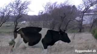 Flying cow in crazy wind