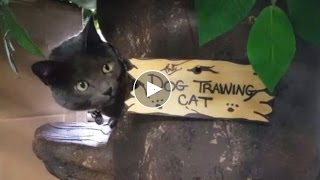 Cenicero, the Dog Training Cat