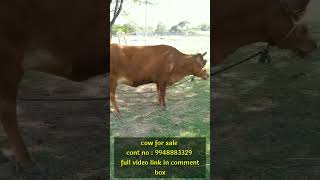 cow for sale | 9948883329 | ఆవు అమ్మబడును #dairyfarming