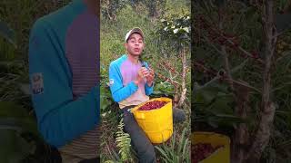 el mejor café que puede tomar para tu salud