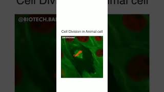 Cell Division 🔴 in Animal Cells 🔵#lifesciences #science #biotechnology #biology #microbiology #yt 😱