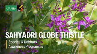 Sahyadri Globe Thistle - Species and Habitats Awareness Programme