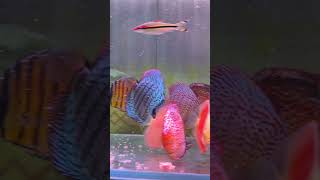 My mix tank…discus fish