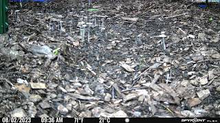 Living Soil Time Lapse