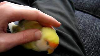 very relaxed little love bird  PART 4