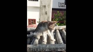 playful kitty playing | Kittens playing videos | Funny cute kitten playing videos💕 #KiddiesHobbies