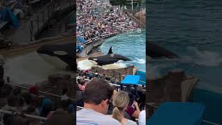 The BEST of SeaWorld San Diego's Orca Show | #seaworld #sandiego #orca