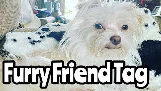 FURRY FRIEND TAG EINSTEIN THE MALCHI MIXED BREED DOG